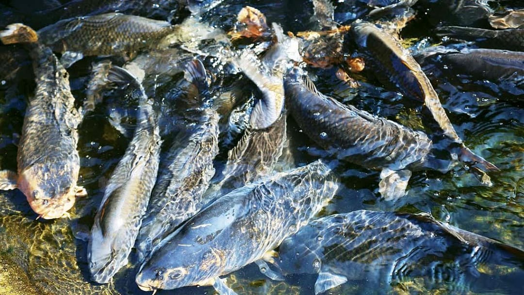 Türkmenistanda balyk hojalygy ösüş gazanýar