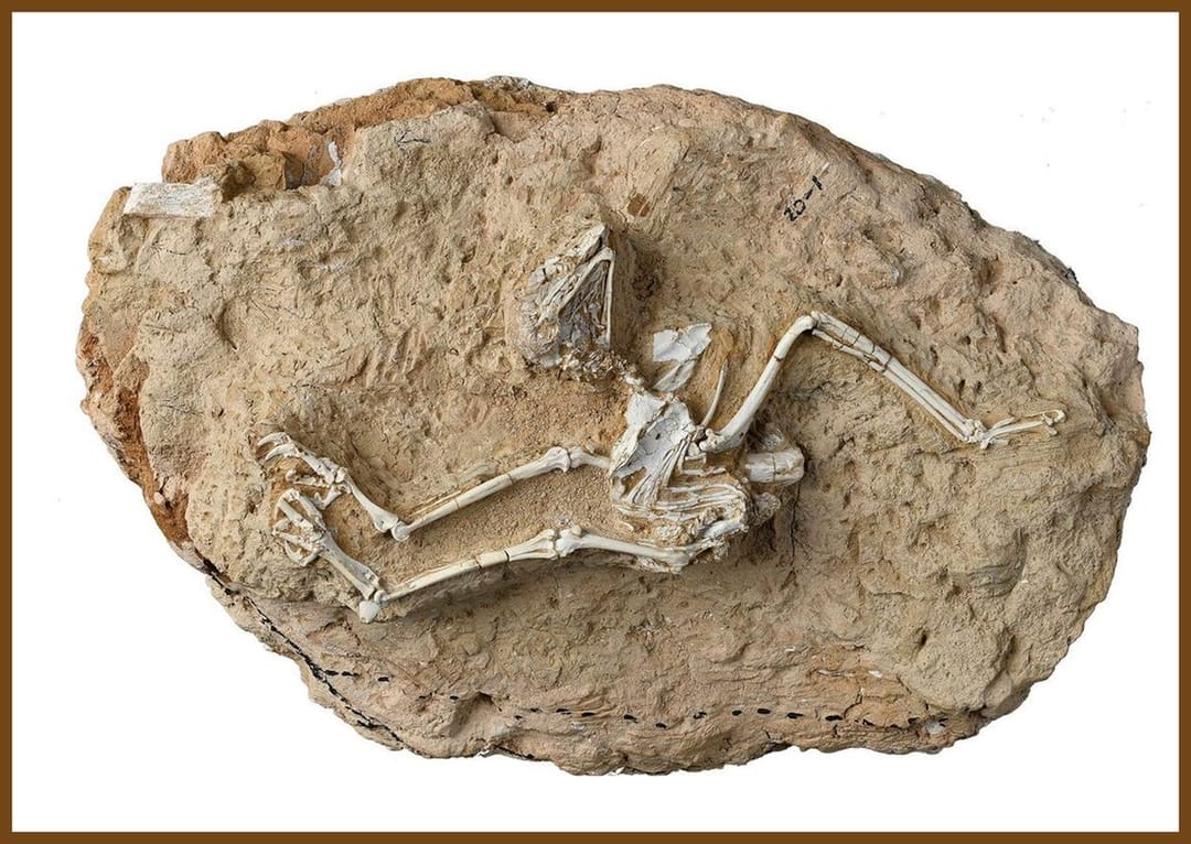 Скелет первой дневной совы был найден в Китае