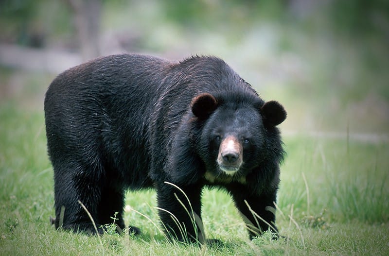 Из сафари-парка в Китае сбежал медведь