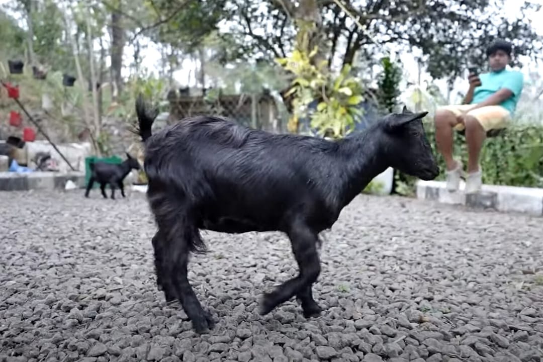 Hindistanda iň kiçijik geçi Ginnesiň rekordlar kitabyna girdi