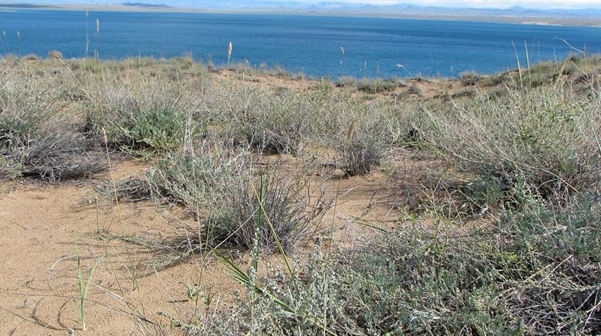 Täze ýüze çykarylan astragal ösümligi türkmen geobotonigi Ynklab Rüstemowyň hormatyna atlandyryldy