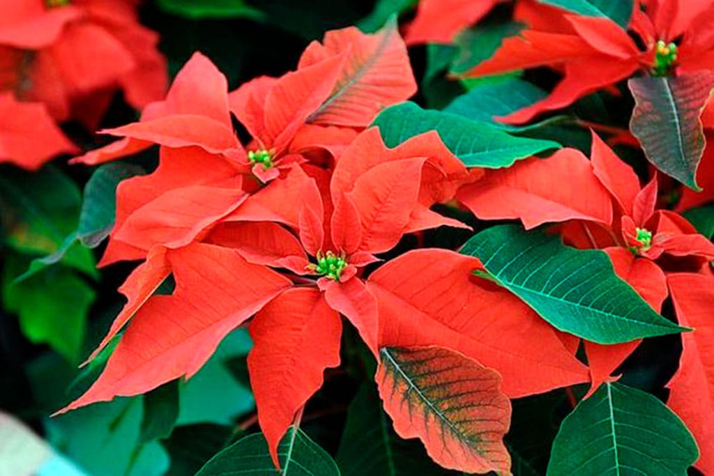 Из-за холодной зимы в теплице Ашхабадского ботсада до сих пор не зацвела «рождественская звезда»