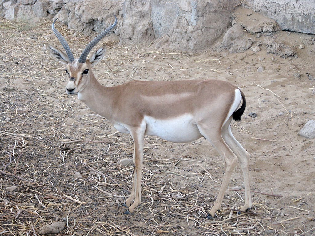 Turan deserts of Turkmenistan, Kazakhstan and Uzbekistan are being prepared for nomination to the UNESCO world heritage List