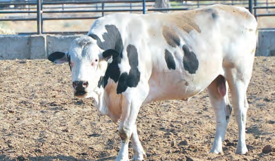 В Лебапском велаяте Туркменистана обнаружен упитанный символ 2021 года