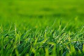 В Туркменистане созданы Институт общей и практической биологии, а также Институт лекарственных растений