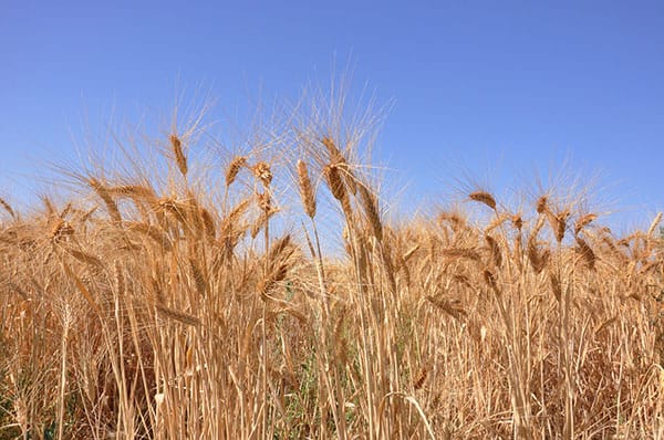 В Туркменистане созданы Министерство сельского хозяйства и охраны окружающей среды и Госкомитет водного хозяйства