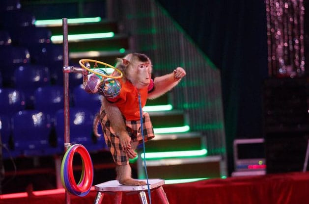 Государственный цирк Туркменистана представляет Московский цирк зверей