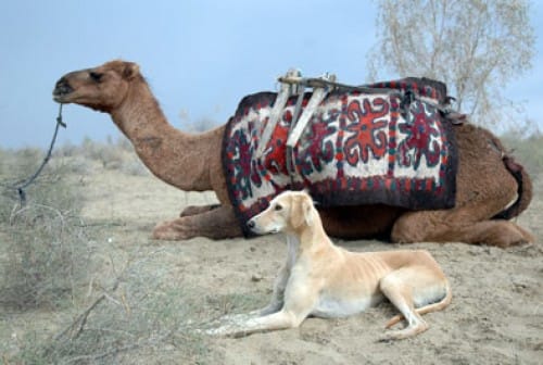 Туркменские борзые - Тазы