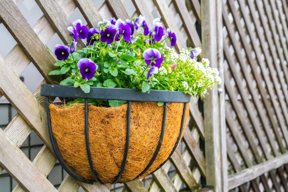 Seresap boluň: Adamyň we jandarlaryň saglygyna zyýanly 10 sany otag ösümligi