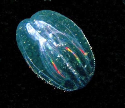 Мнемиопсис - страшная угроза Каспию