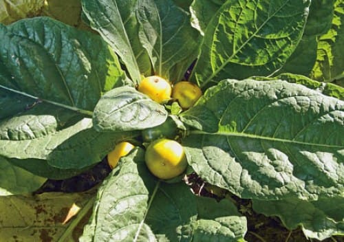 Возвращение мандрагоры