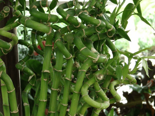 Бамбук: уход в домашних условиях и выращивание