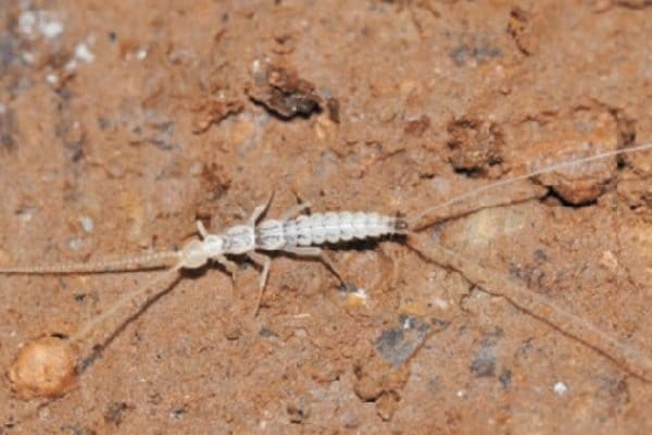 В Туркменистане в пещере горы Койтендаг обнаружили неизвестное животное 