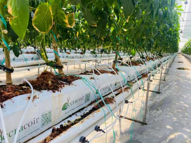 Cocopit Почва для теплиц