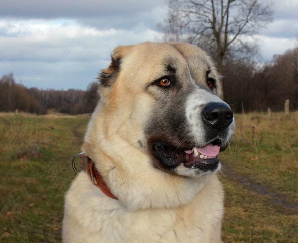 В Туркменистане будет установлен монумент алабаю