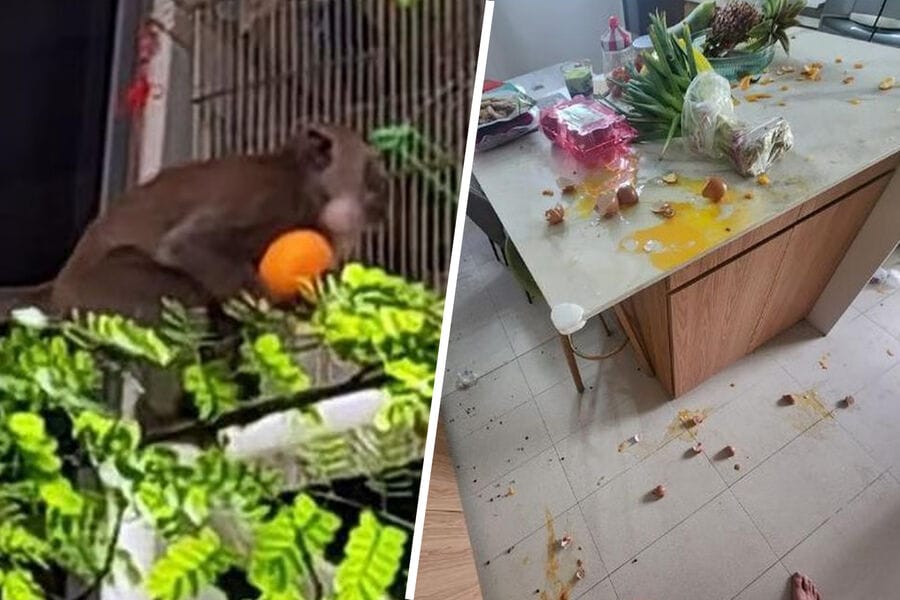 Singapurda etraplaryň biriniň ýaşaýjylary maýmynlaryň hüjüminden ejir çekýärler