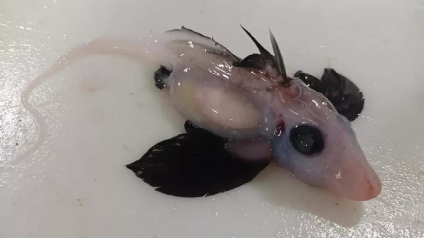 Täze doglan himeranyň üsti açyldy