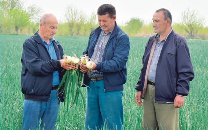 Lebapda ýeralmanyň we soganyň bol hasyly ýetişdirilýär