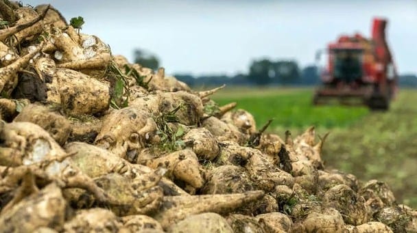 «Марышекер» планирует принять на переработку 224 000 тонн урожая сахарной свеклы