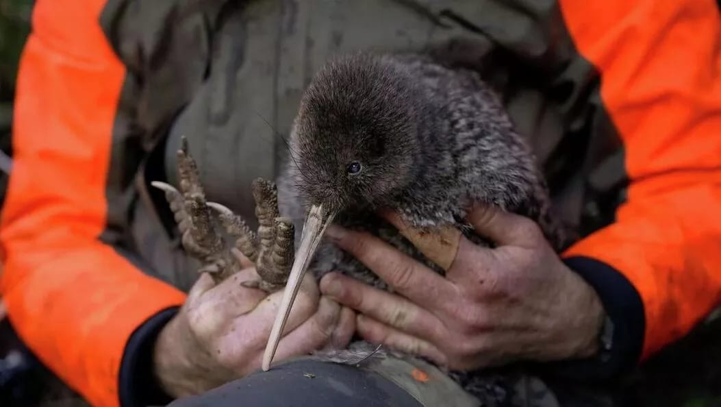 Редчайший вид киви обнаружен в Новой Зеландии
