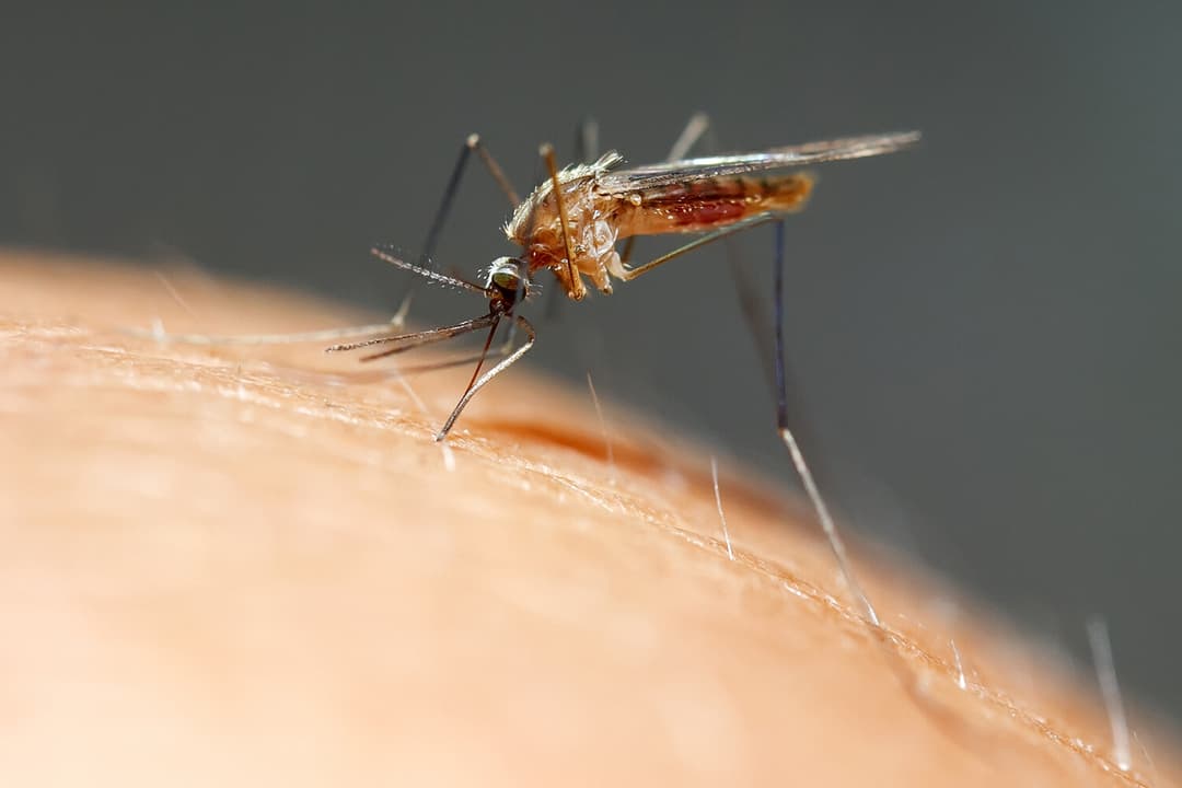 Çybynsyz ýurt belli boldy