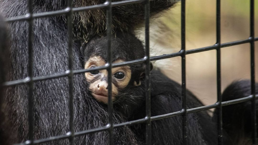 В зоопарке США родилась обезьяна со знаком Бэтмена