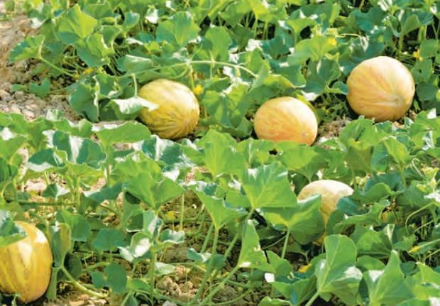 В Дашогузском велаяте идет сбор урожая дынь