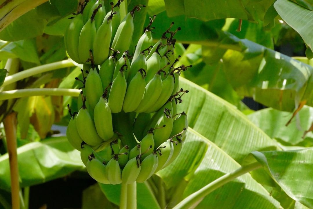 В Каахкинском этрапе Ахалского велаята будут выращивать бананы