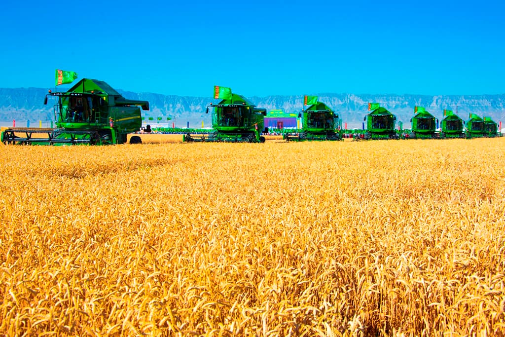 В Туркменистане стартовала жатва хлебов