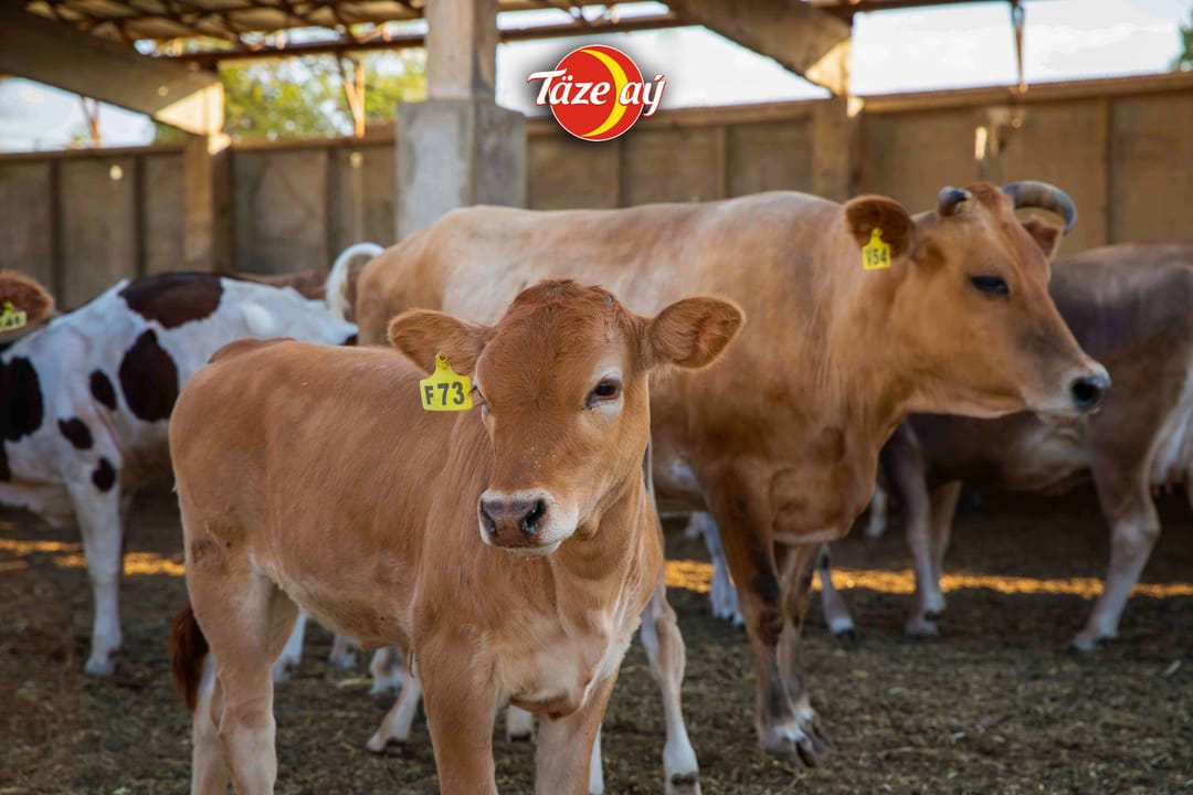«Täze Aý»: забота о качестве с самого начала – содержание и уход за скотом