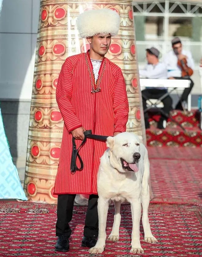 В Балканском велаяте проходят мероприятия по случаю Праздника туркменского алабая