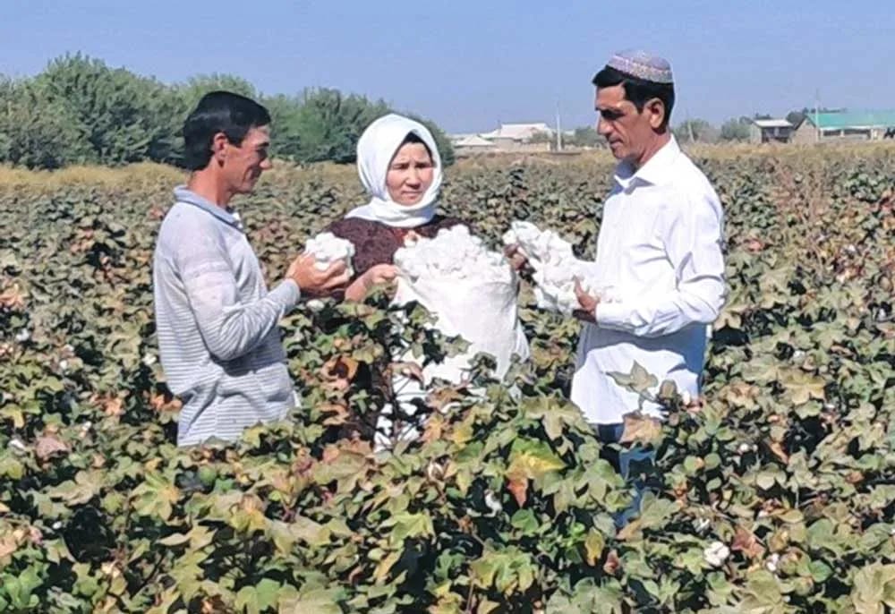 Mary welaýatynda kärendeçi daýhan 80 tonna pagta hasylyny ýygnamagy meýilleşdirýär