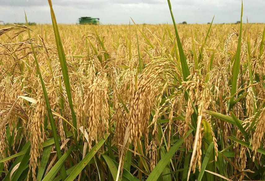 Дашогузский велаят успешно выполнил договорные обязательства по сдаче урожая риса