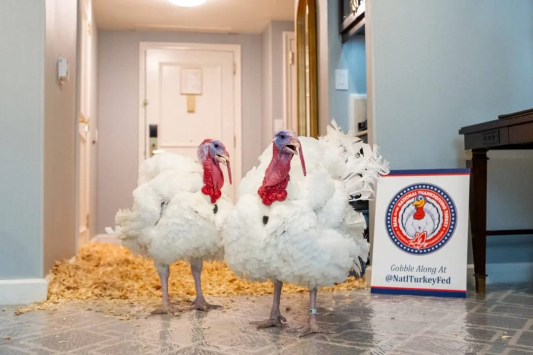 Трамп помиловал индеек на День благодарения