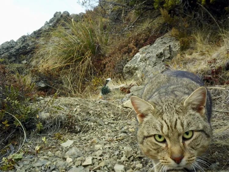 Новая Зеландия объявила о борьбе с дикими кошками ради спасения местных птиц