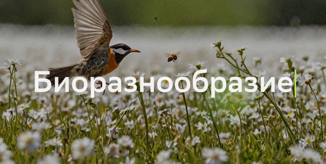 ПРООН объявила вакансию консультанта по обзору расходов на биоразнообразие в Туркменистане