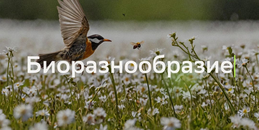 ПРООН объявила вакансию консультанта по обзору расходов на биоразнообразие в Туркменистане