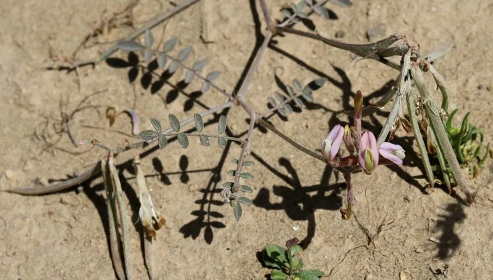 Ботаники официально признали новый вид растения из Туркменистана