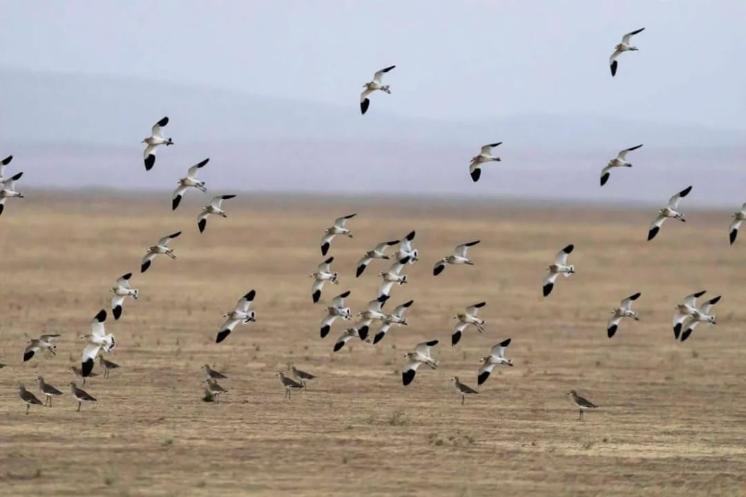 У водохранилища Талимарджан ожидается скопление более 5000 кречеток