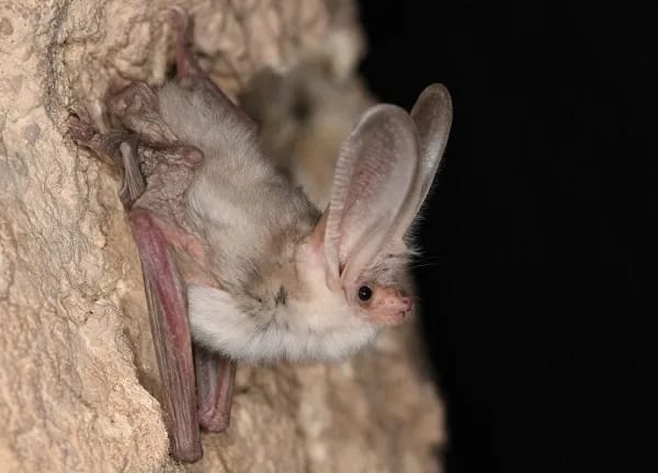 В Туркменистане впервые с 1970 года вновь подтверждено существование туркестанского ушана
