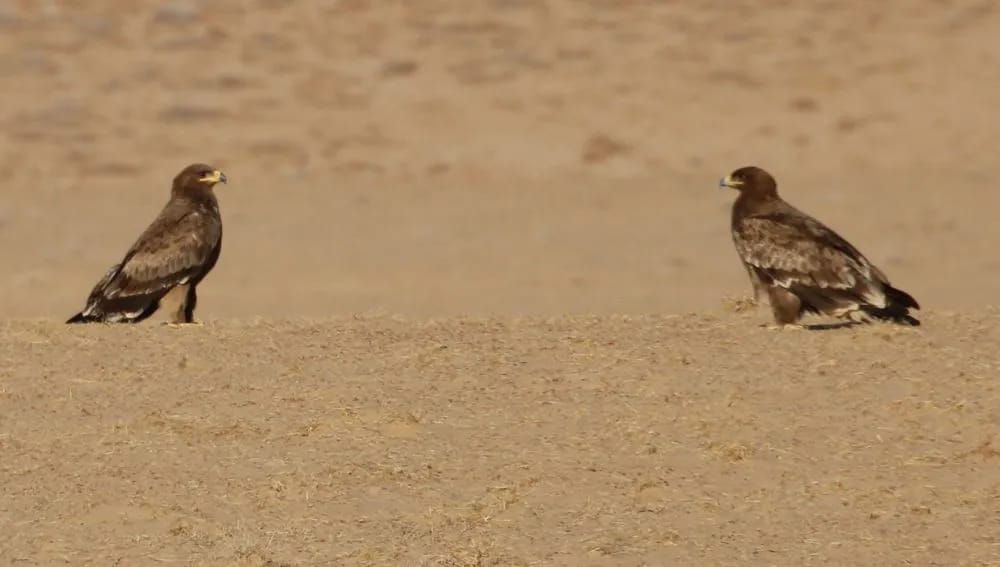 Bathyz goraghanasynda ylmy-barlag işleri geçirildi