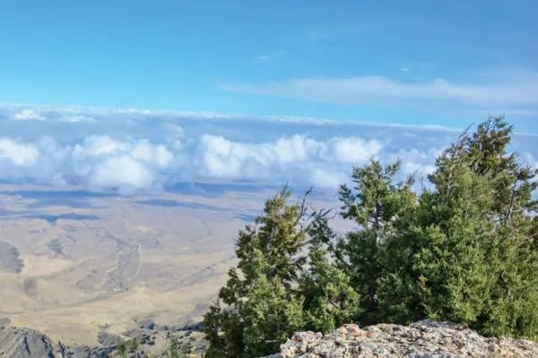 Растения Большого Балхана – туркменская арча