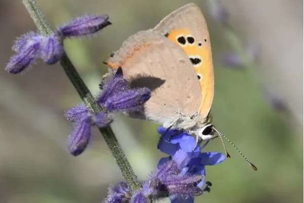 Essential oil plants of Turkmenistan: Artemisia perovskia