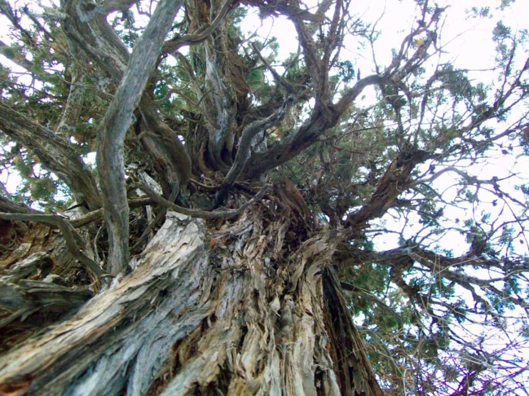 Aşgabadyň garry agaçlary: II bölüm