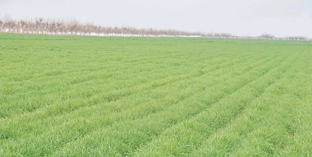 Ak bugdaý etrabynda 26 müň gektarda güýzlük bugdaýa ideg işleri geçirilýär