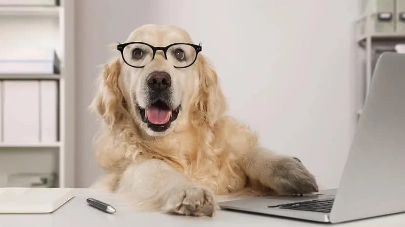 Scientists have discovered that dogs can learn new words by eavesdropping on their owners