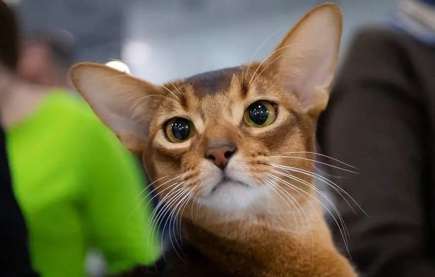 Абиссинский кот стал победителем мирового рейтинга красоты