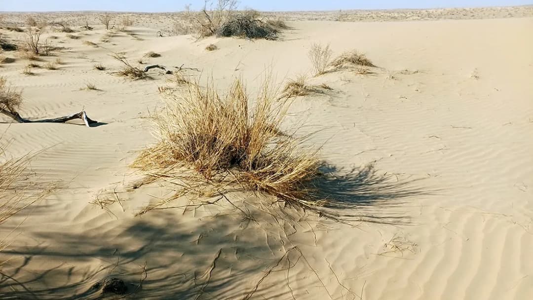 Центр по борьбе с опустыниванием в Ашхабаде поможет ЦА решать экологические проблемы