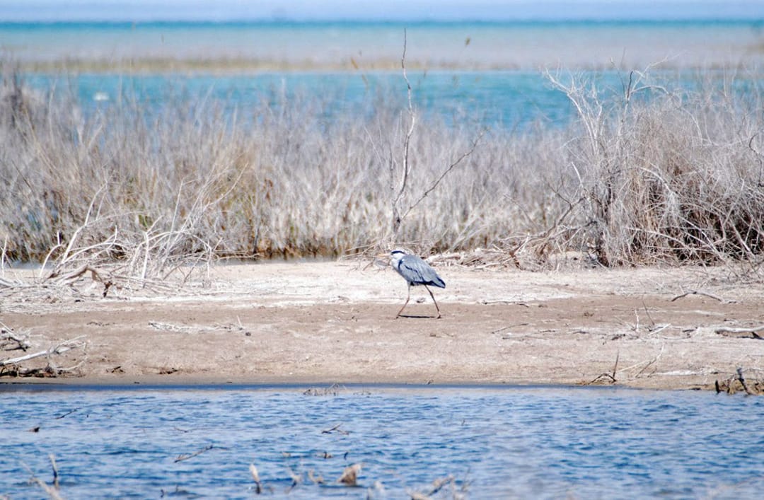 Scientists of the Institute of Deserts of Turkmenistan made an expedition to the Caspian Sea region