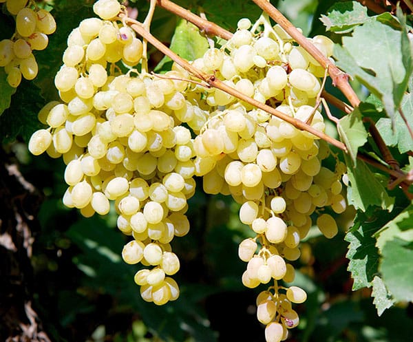 В Туркменистане выращиваются десятки сортов винограда